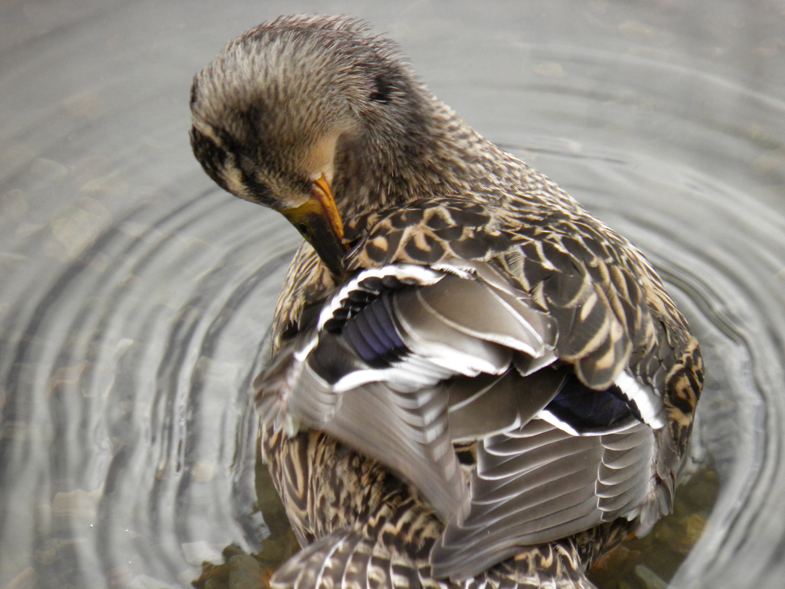 female duck cleaning by craigriddthedaddy on DeviantArt