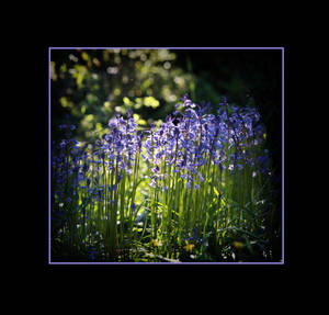 Bluebells by PicTd