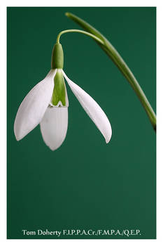 Snowdrop