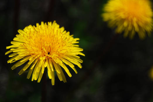 Dandelion love