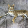 Bobcat Lying on Mantle