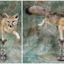 Swift Fox on a Candlestick