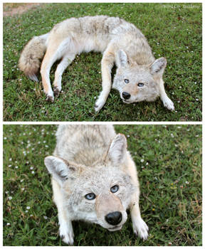 Pale Fem Coyote (1)