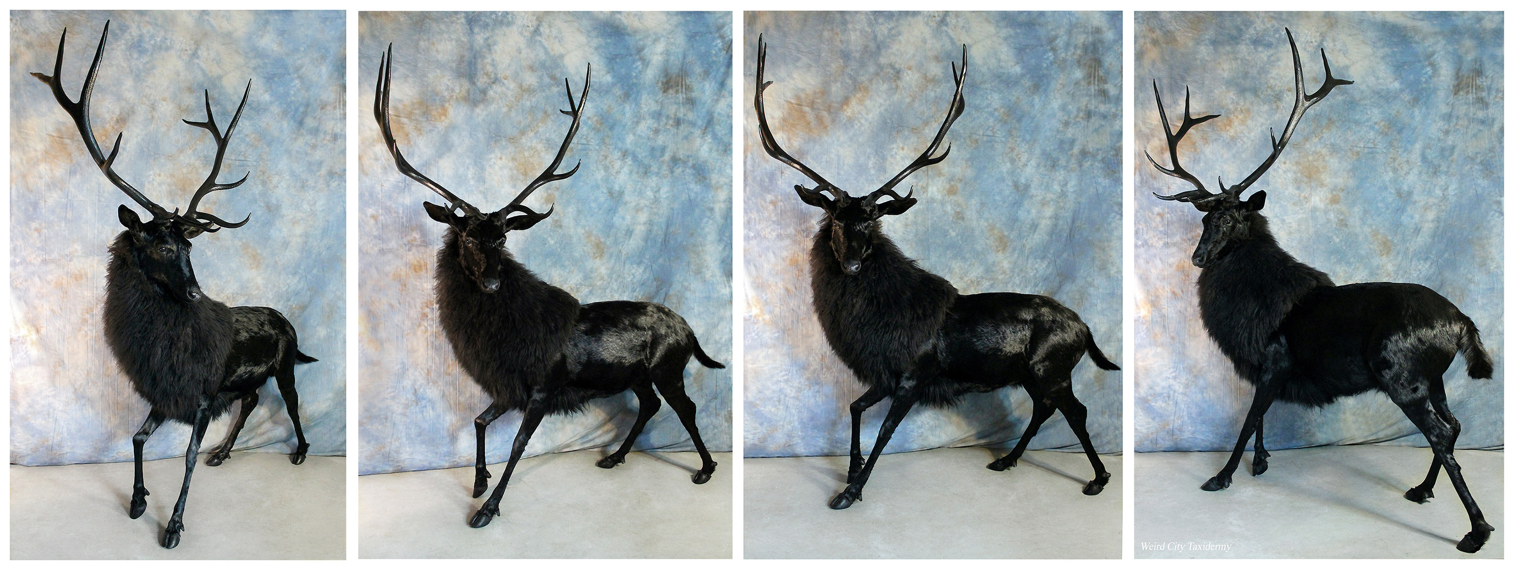 The Black Stag