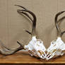 Worsham Whitetail Skulls