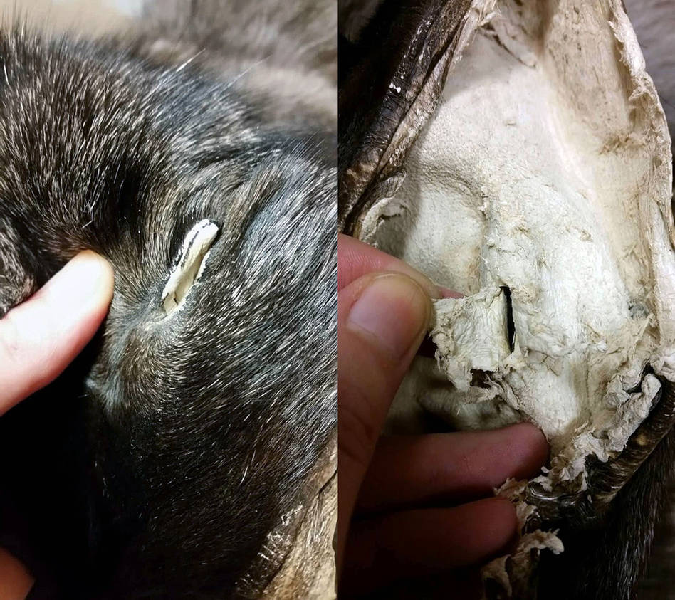 Inner Eye Skin by WeirdCityTaxidermy
