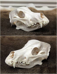 Wolfdog Skull