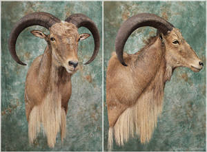 Aoudad (Barbary Sheep)
