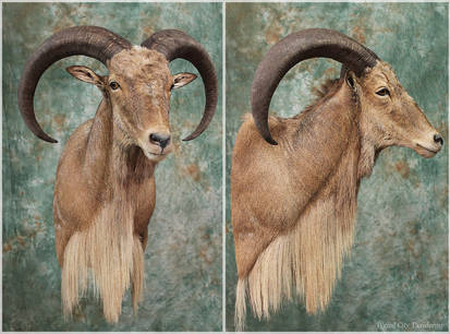 Aoudad (Barbary Sheep)