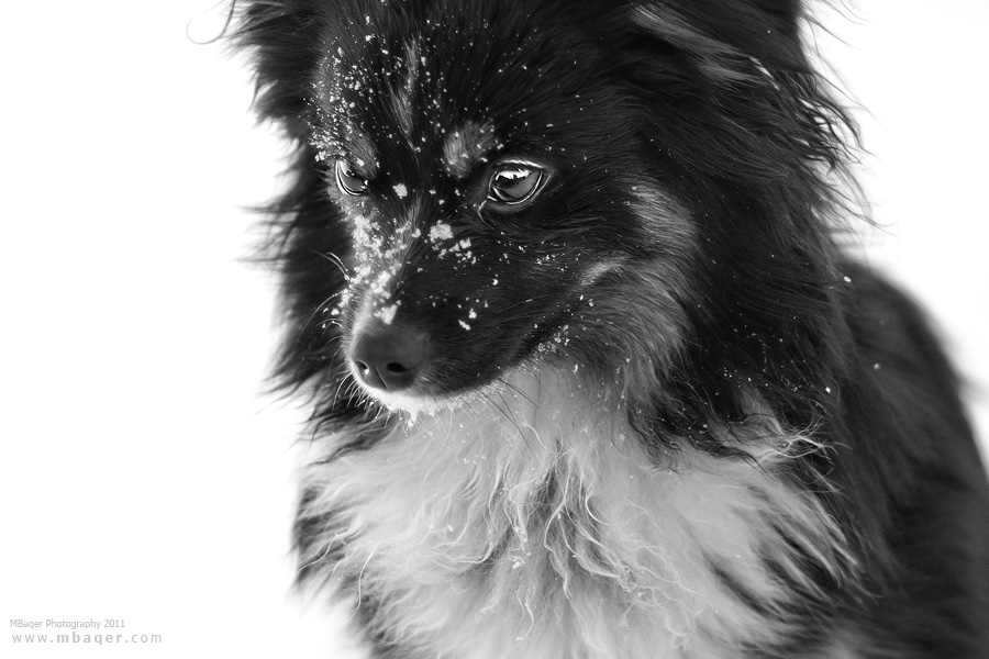 Snow Dog