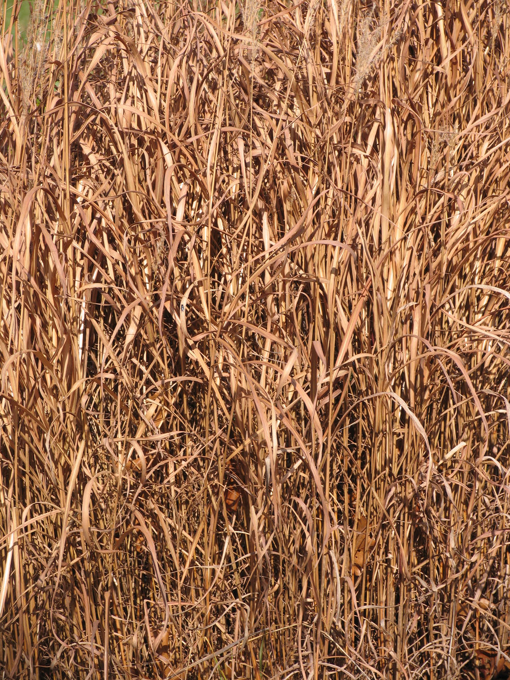 Fall Grass Texture