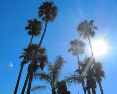 San Diego Palm Trees