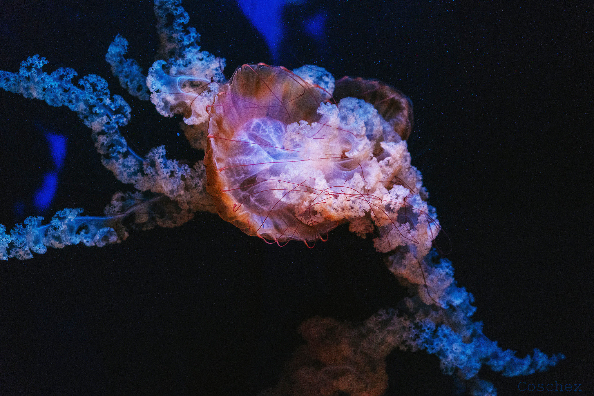 Jellyfish