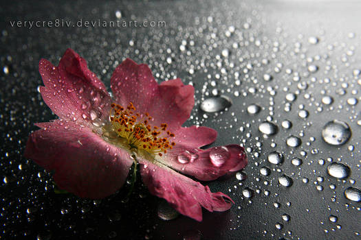 tears of spring V