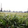Dew Drops On the Grass 2