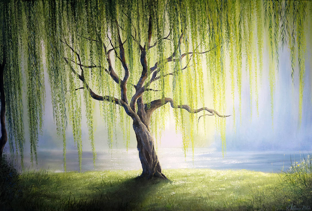 Weeping Willow Tree Oil on Canvas by Beautiscapes on DeviantArt