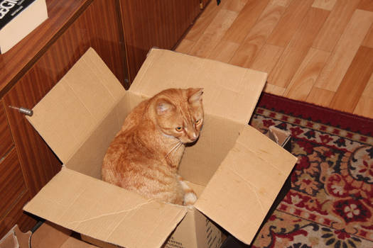 Ginger in the box