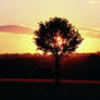 Sunset oak