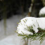 Pine needles and snow