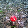 Red mushroom