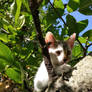 Little climbers