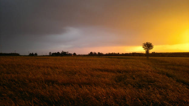 Sunset and oak