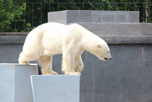 White bear