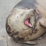 A yawning seal