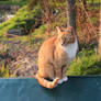 Ginger on the well