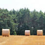 Straw bales next to the forest