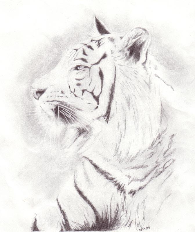 Tiger - Scanned