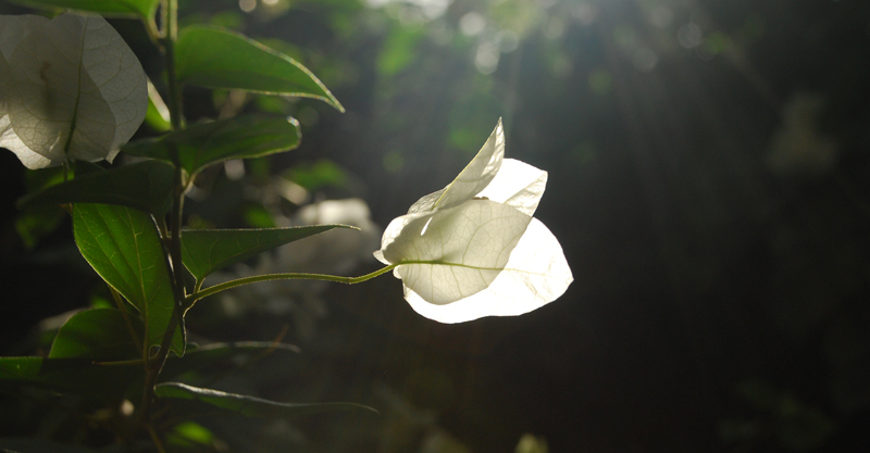 White Flower