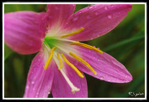 Pink Tuberose--Macro