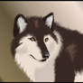 Tuka the Wolf