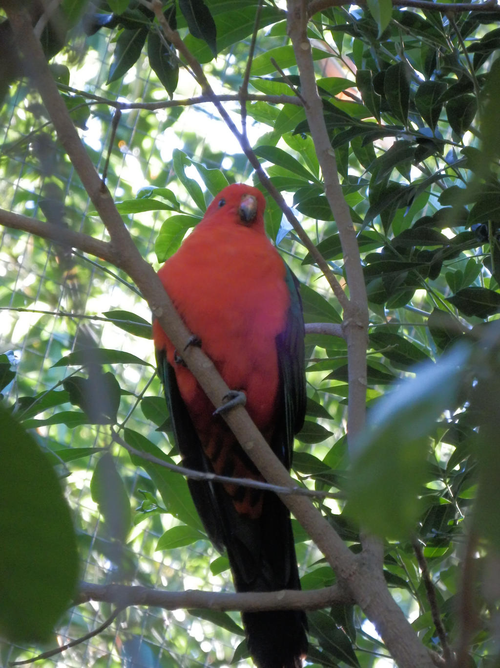 King Parrot In Avery