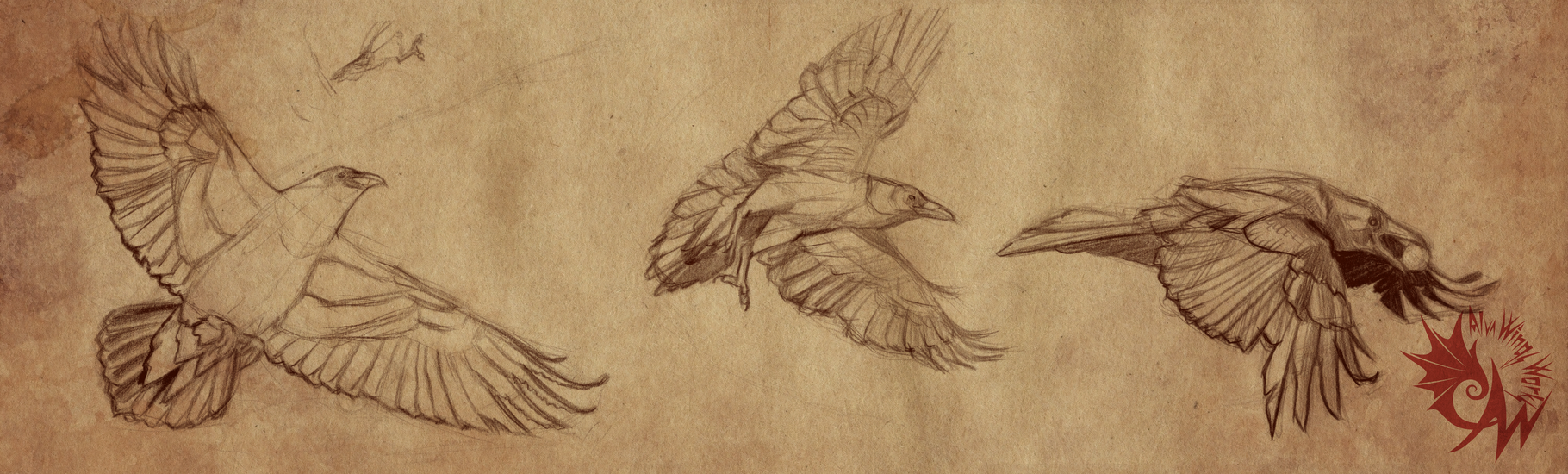Raven Photo Study by AlvaWingsArt on DeviantArt
