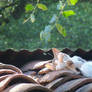 Durmiendo en el tejado