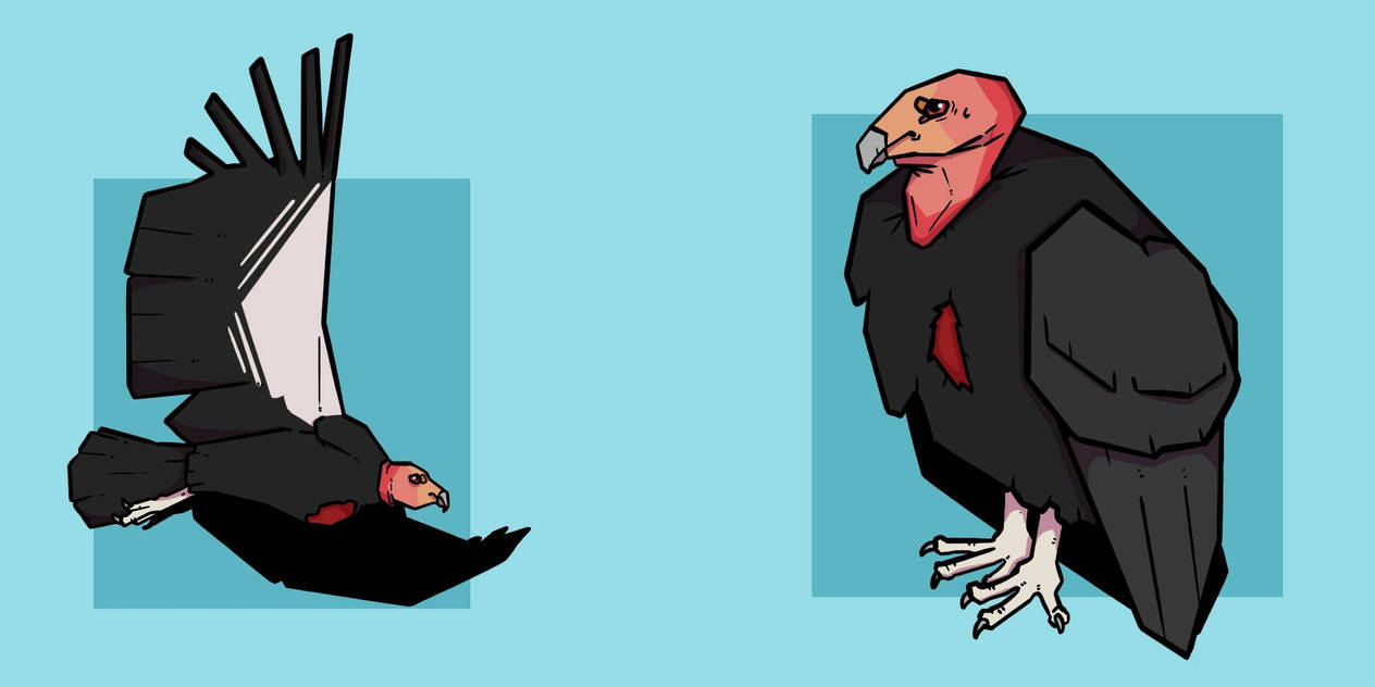 California Condor Animation California Condor by 20CMills02 on DeviantArt