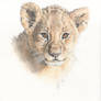 Lion cub