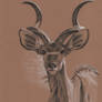 Greater kudu (ink drawing)