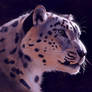 Snow leopard