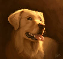 Dog portrait 4