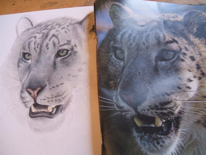 Half-finished big cat