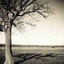 lonely Tree  Stock
