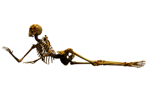 Skeleton STOCK