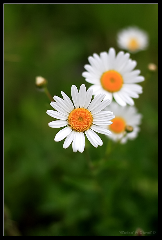 Some Daisies