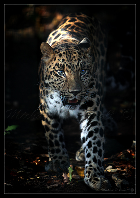 The Spots of a Leopard.