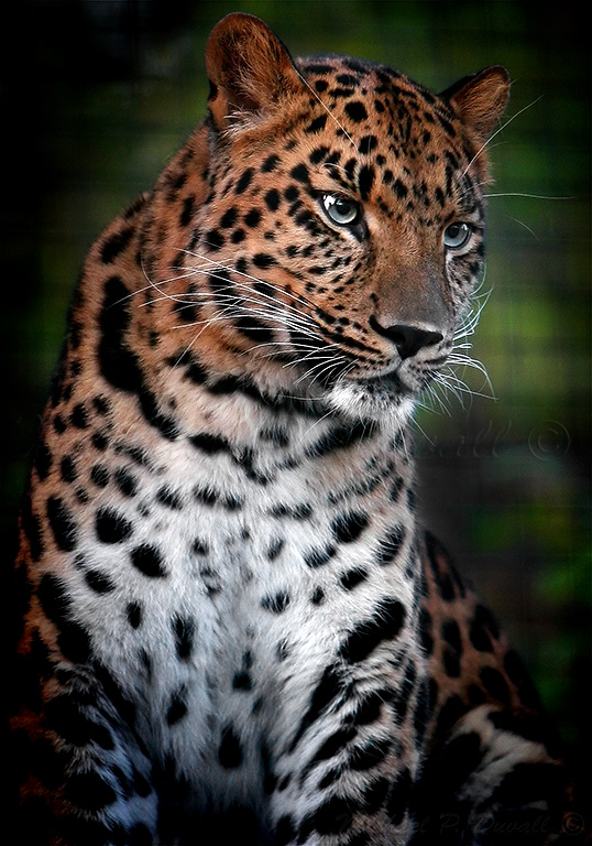 Panthera Pardus Orientalis