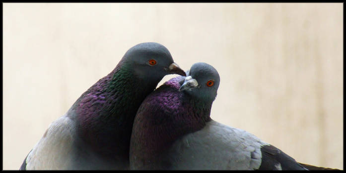 Pigeon Love...