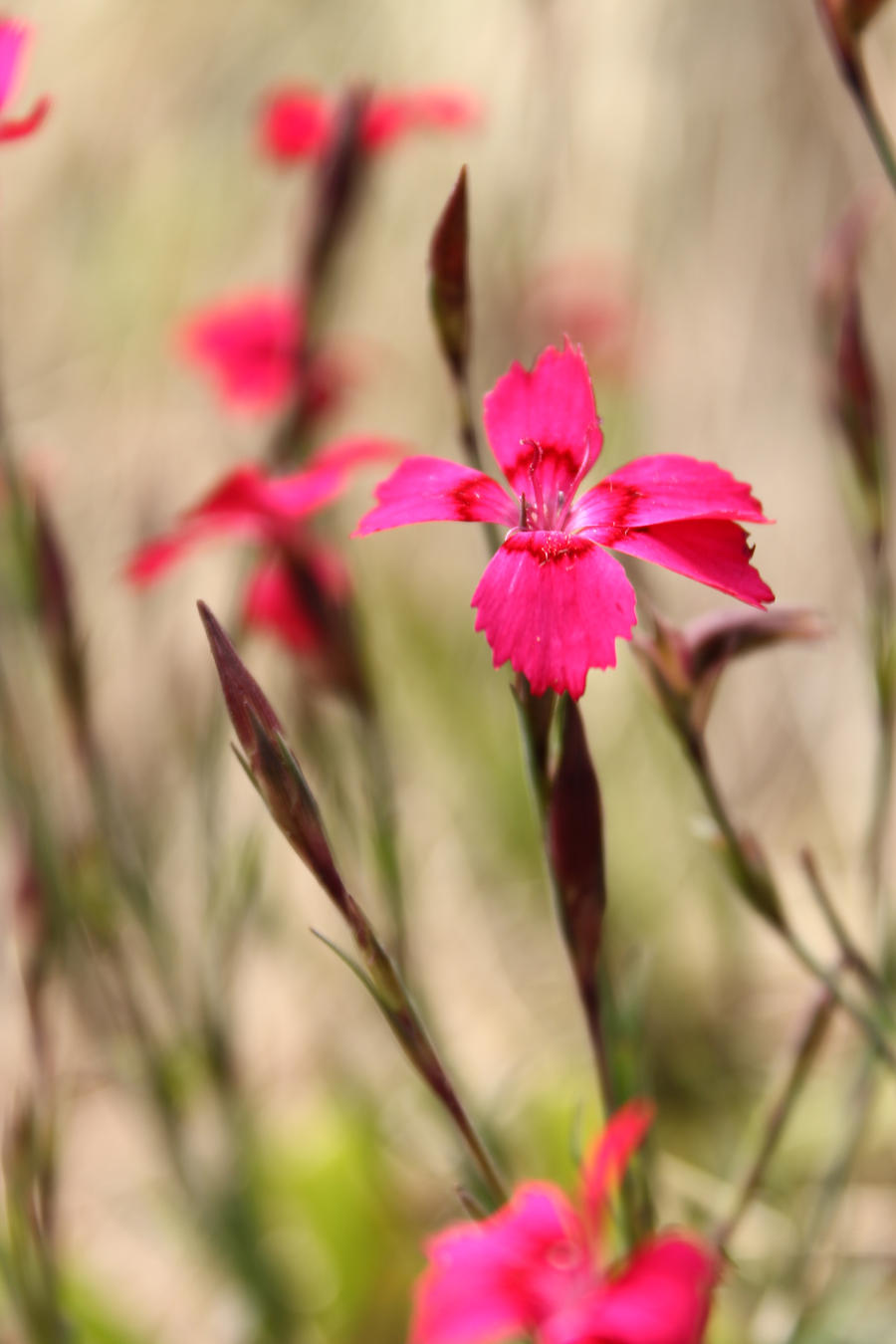 Miniature Beauties